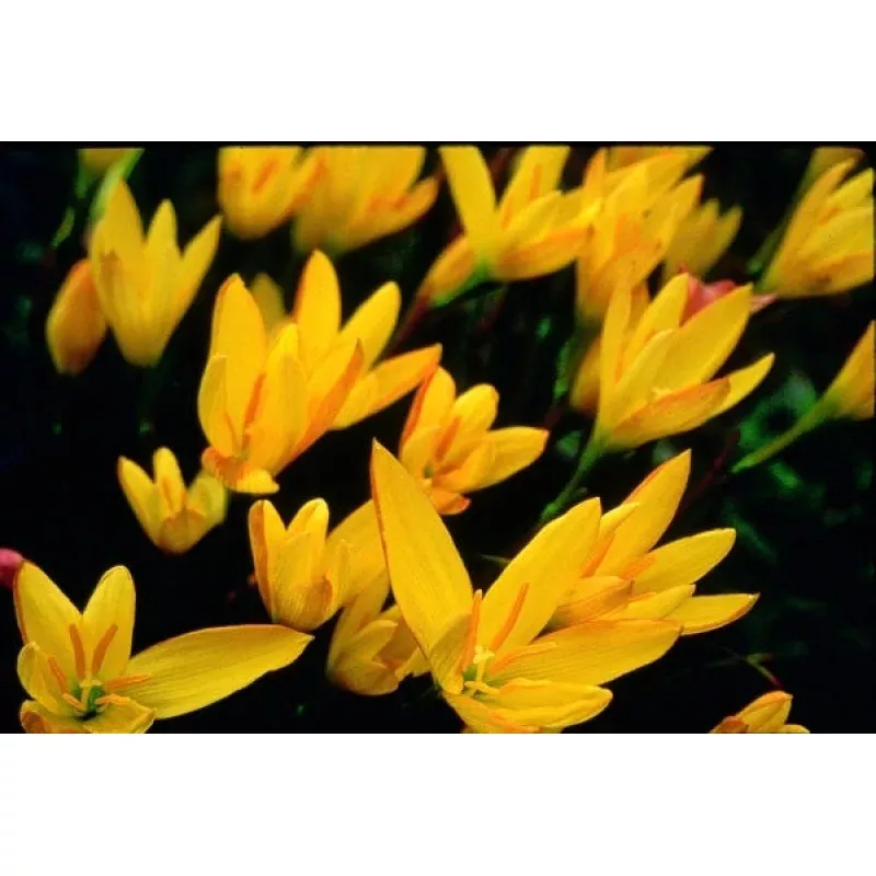 Zephyranthes reginae