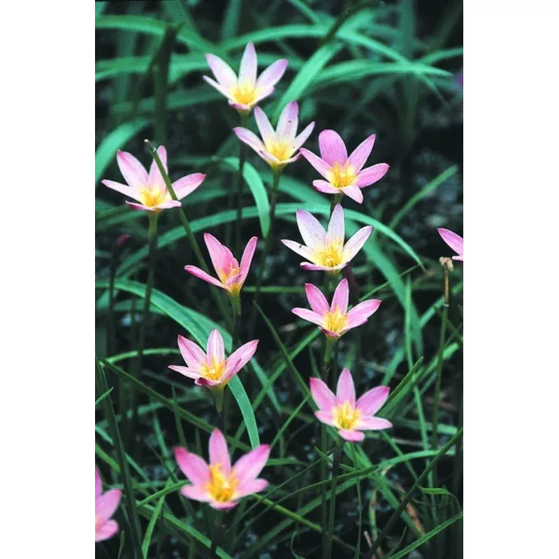 Zephyranthes Sunset