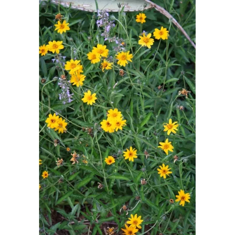 Zexmenia hispida