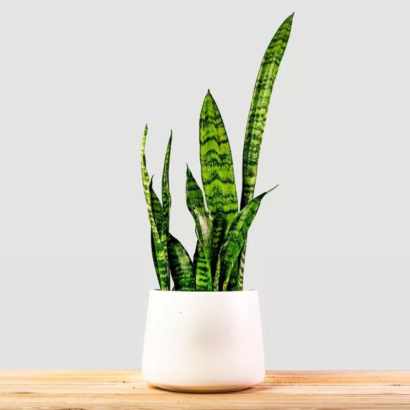 Zeylanica Snake Plants|6 Inch Pot|10 Inch|Nursery Pot|Standard