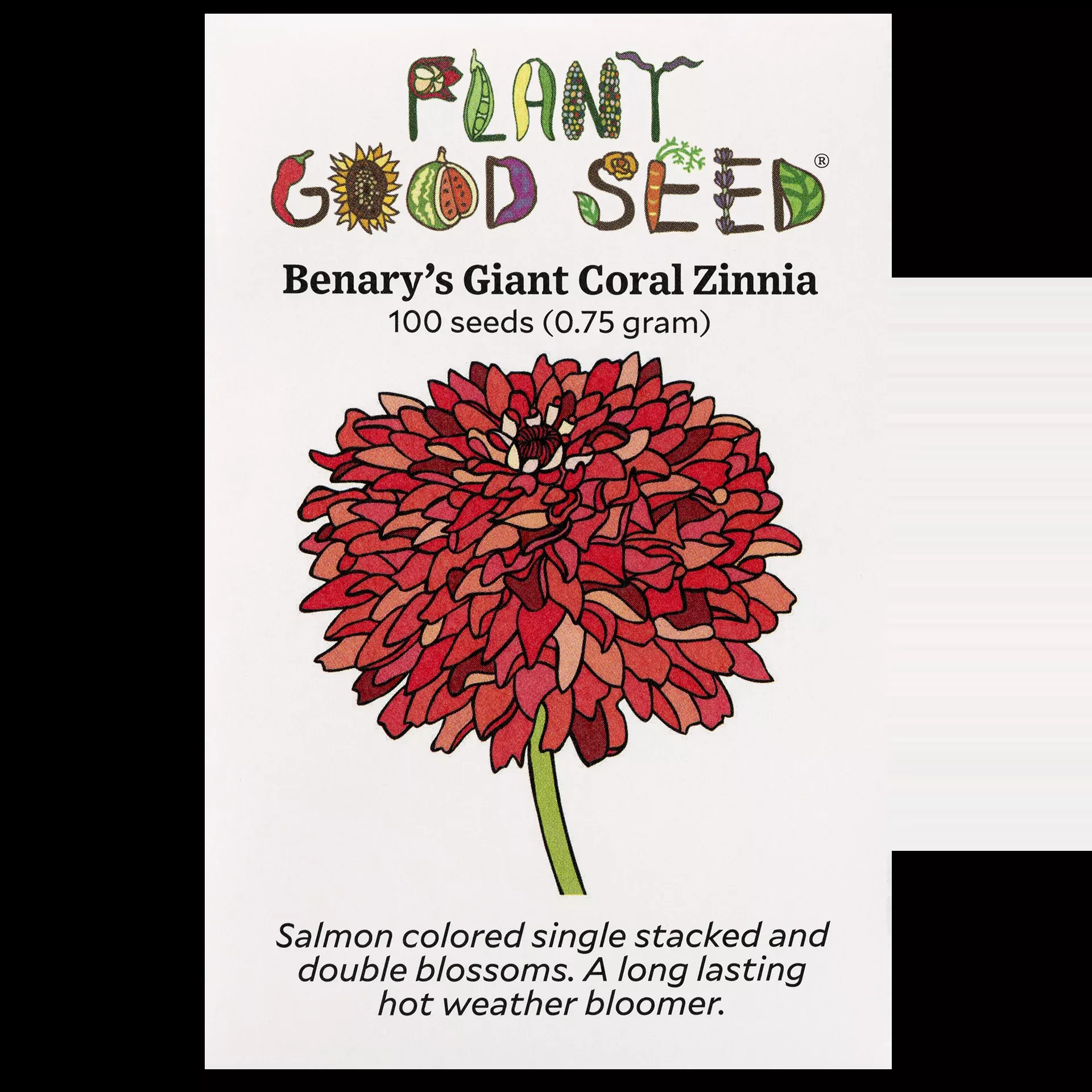 Zinnia - Benary's Giant Coral Organic
