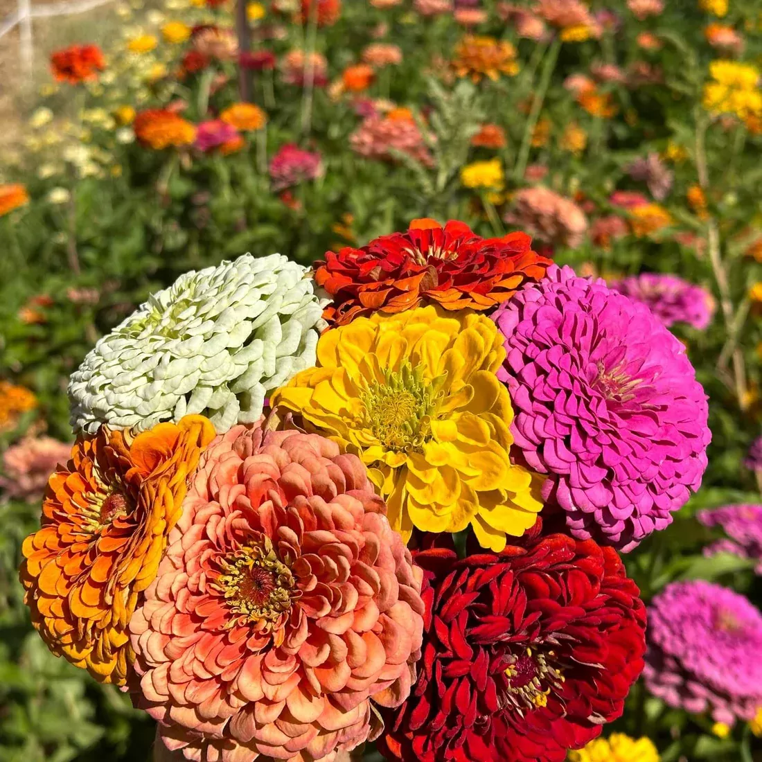 Zinnia - Benarys Giant Mix Organic