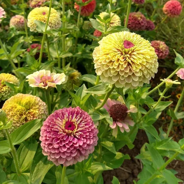 Zinnia 'Queeny Limes Party Mix' - Seed AS