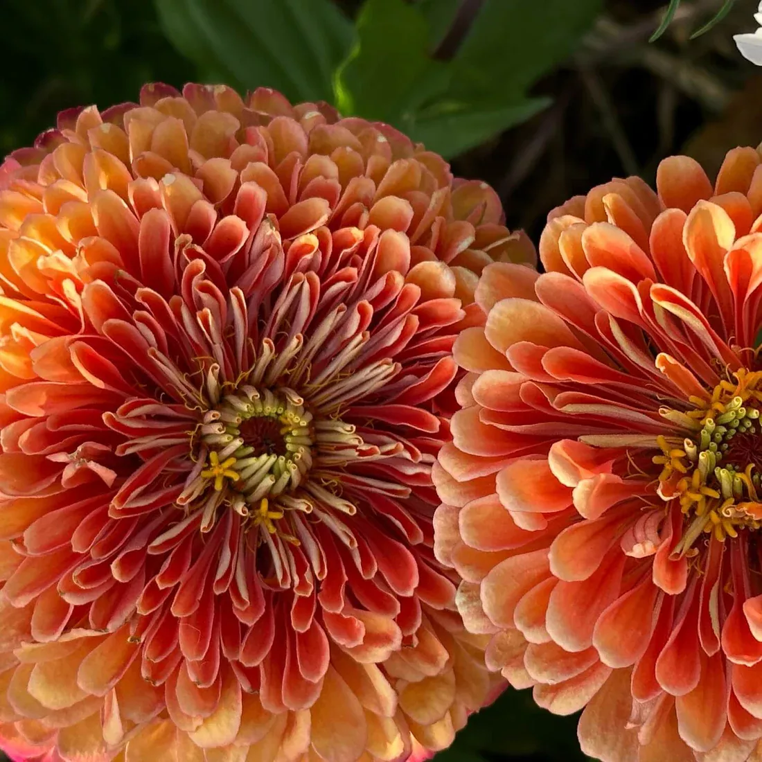 Zinnia - Salmon Rose Organic