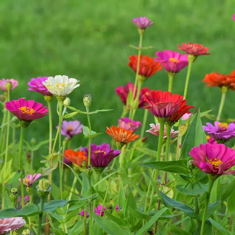 Zinnia Seeds|1/4 Pound&1 Pound&5 Pounds&10 Pounds