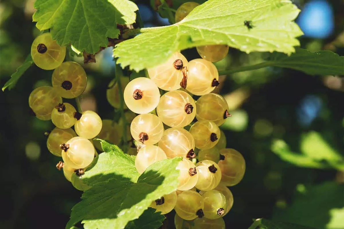 Zitavia Currant – 1-2′ Plant