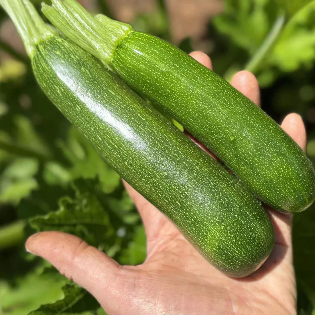 Zucchini - Dark Star Organic