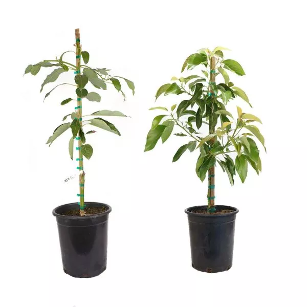 Zutano & Hass Avocado Tree Combo – #5 Container 2 Pack