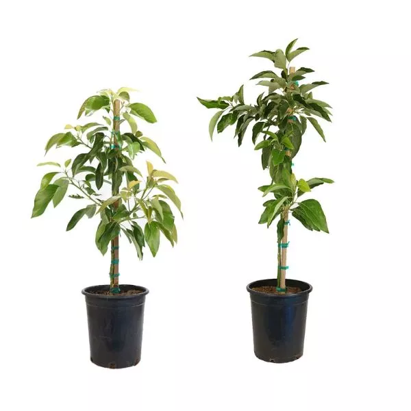 Zutano & Mexicola Avocado Tree Combo – #5 Container 2 Pack
