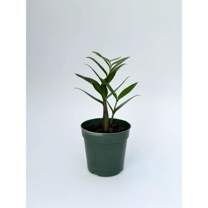 Zz Plant 10''