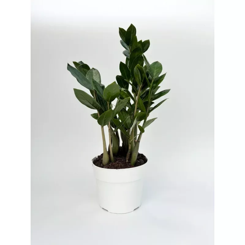 ZZ Plant 6