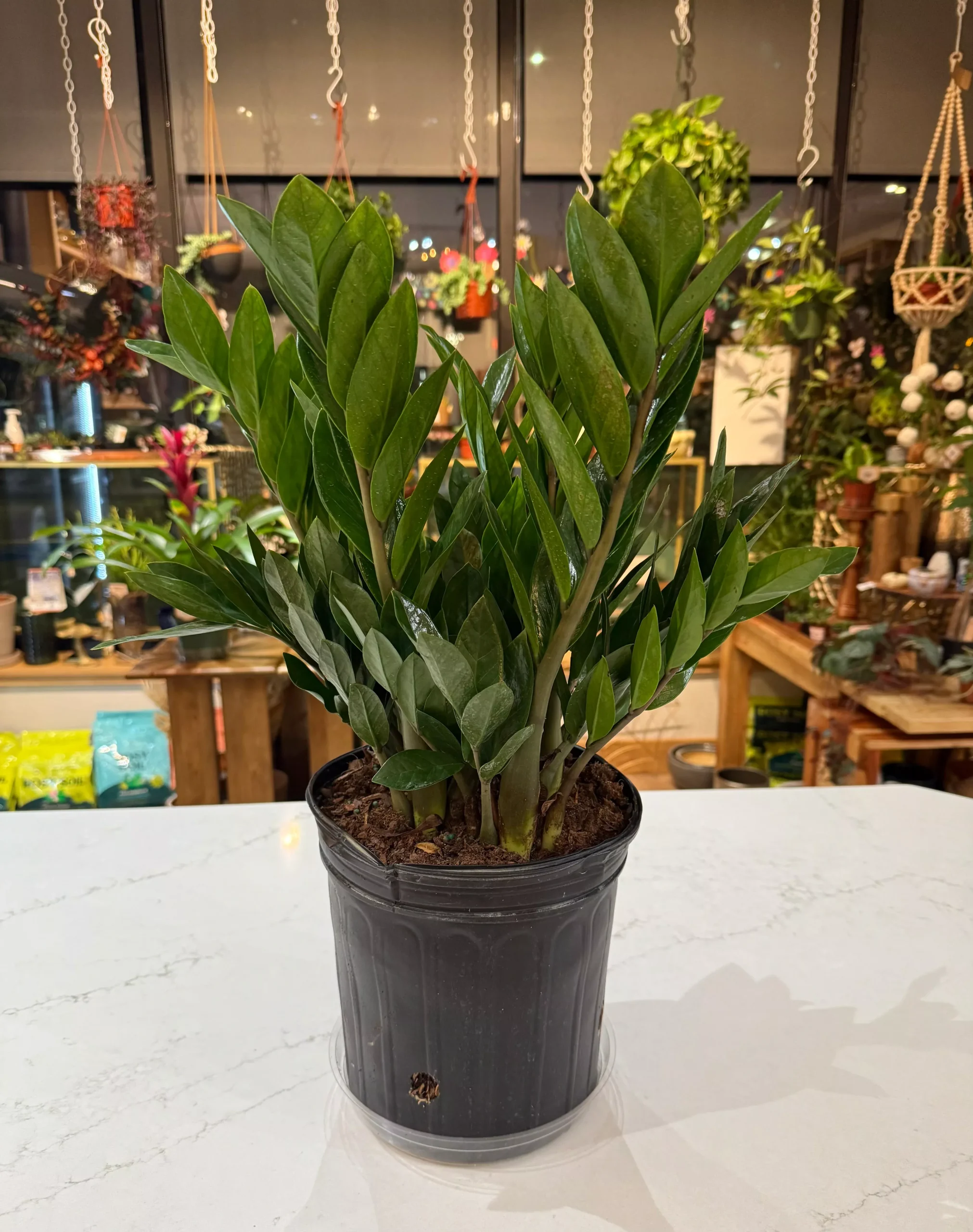 ZZ Plant -8” plant