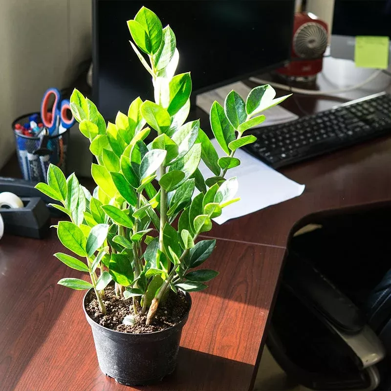ZZ Plant